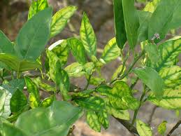 Phòng trị bệnh hiệu quả bệnh vàng lá gân xanh Greening trên cây có múi