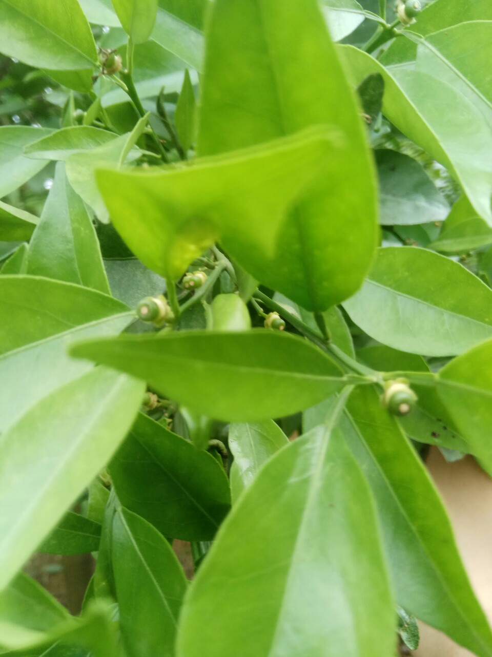 Kỹ thuật khoanh vỏ (tiện vỏ cây) cho cam canh