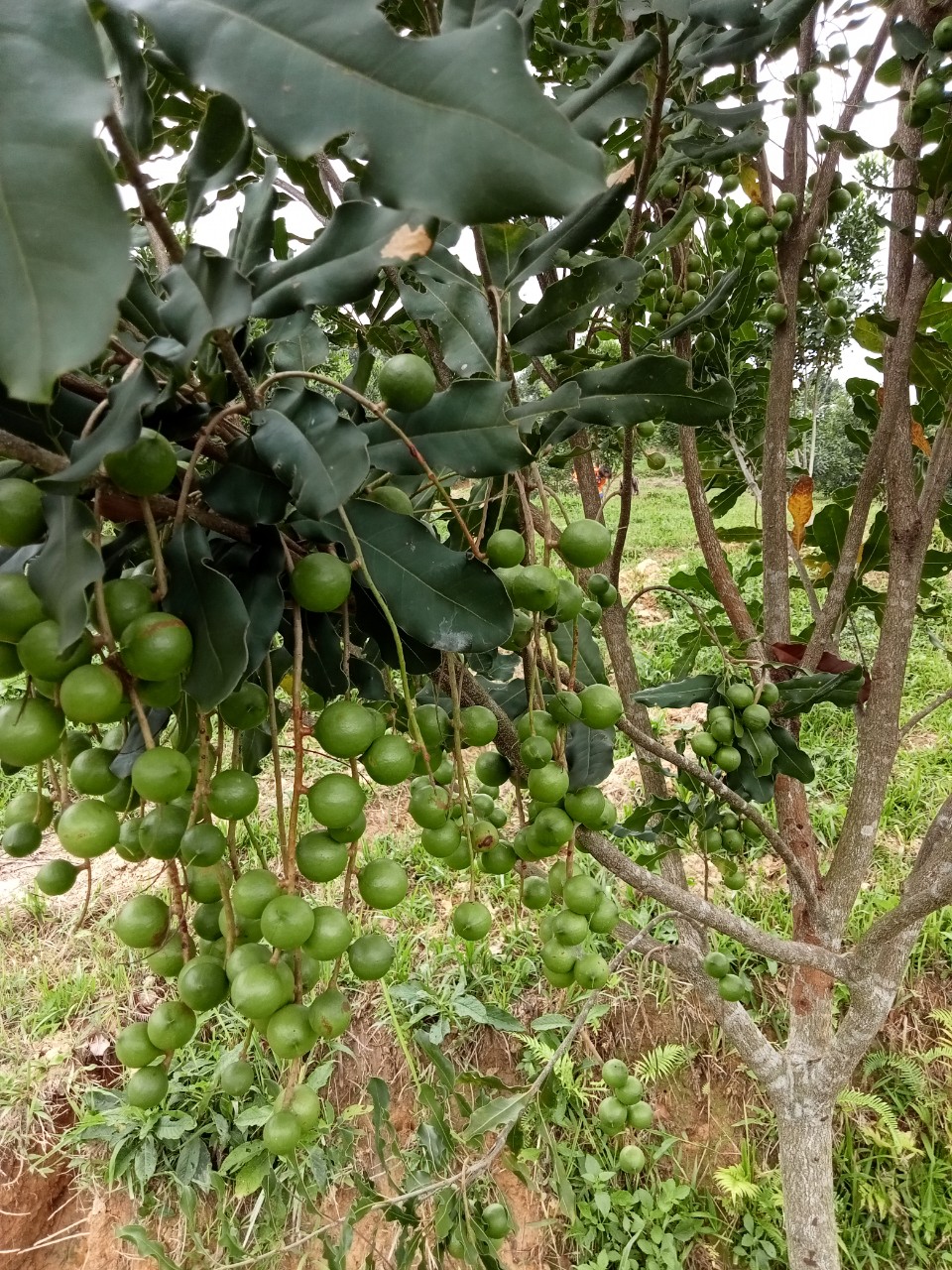 Nguyên nhân và giải pháp chống rụng hoa và quả non trên mắc ca ứng dụng công nghệ nano