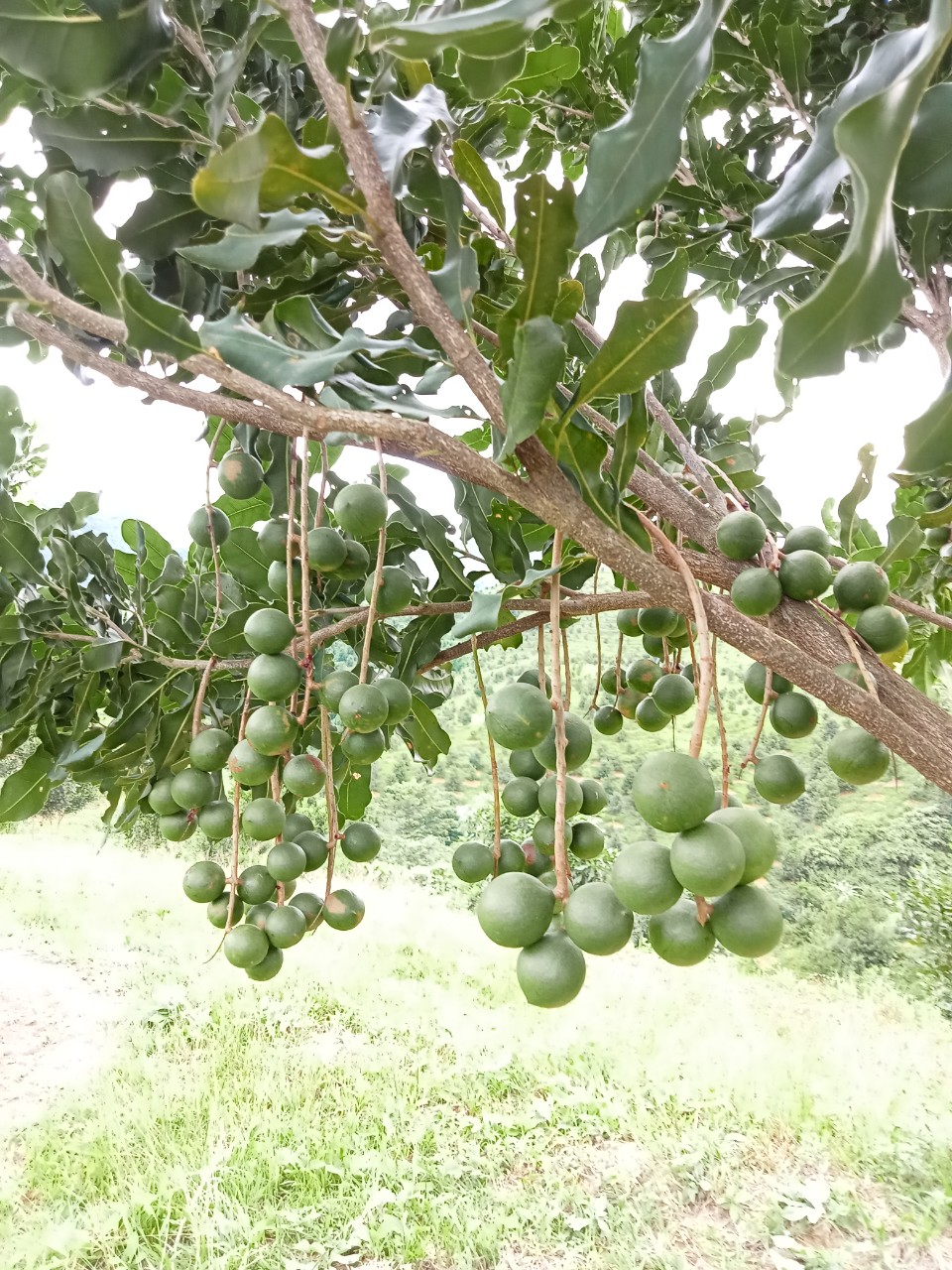Quy trình chăm sóc mắc ca kinh doanh ứng dụng công nghệ nano