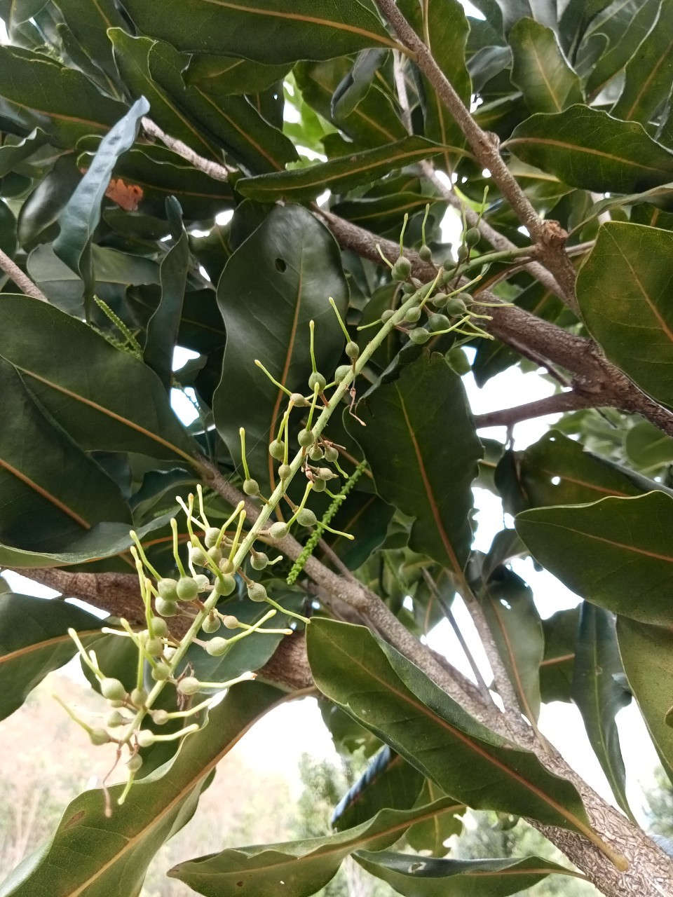Nguyên nhân và giải pháp chống rụng hoa và quả non trên mắc ca ứng dụng công nghệ nano