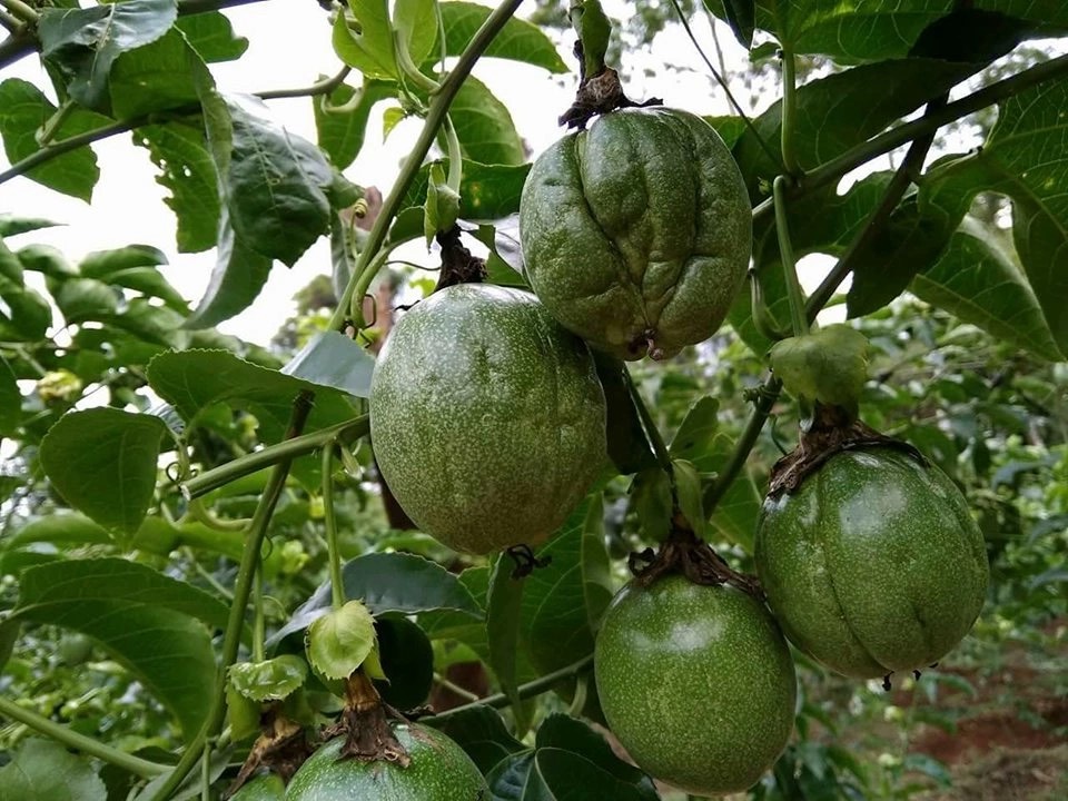 Nguyên nhân và triệu chứng bệnh héo trái, teo tóp trái trên cây chanh dây