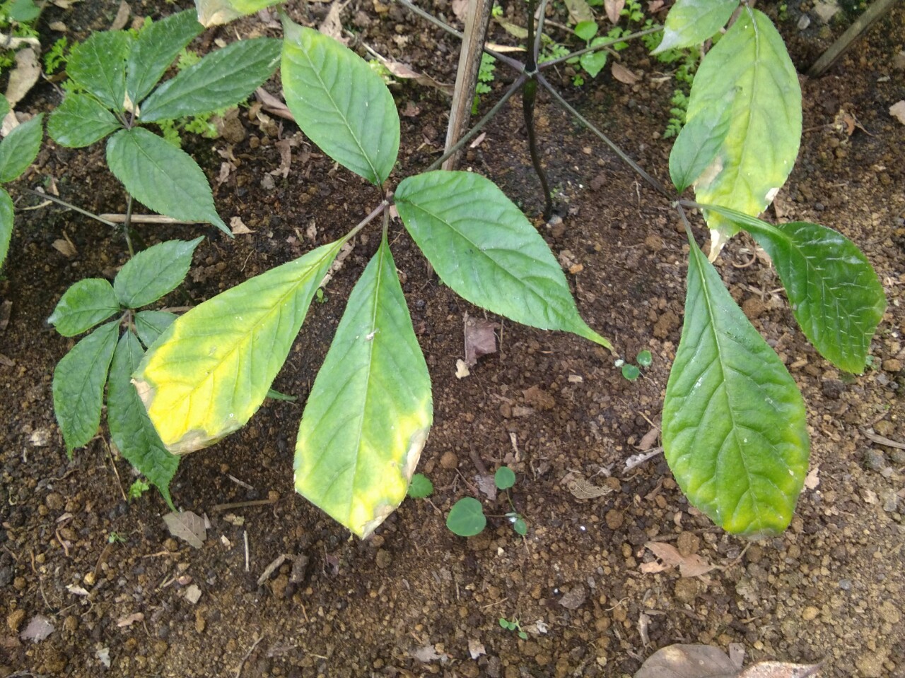 Nguyên nhân và giải pháp phòng trị bệnh cháy chóp lá, rụng lá trên cây sâm Ngọc Linh