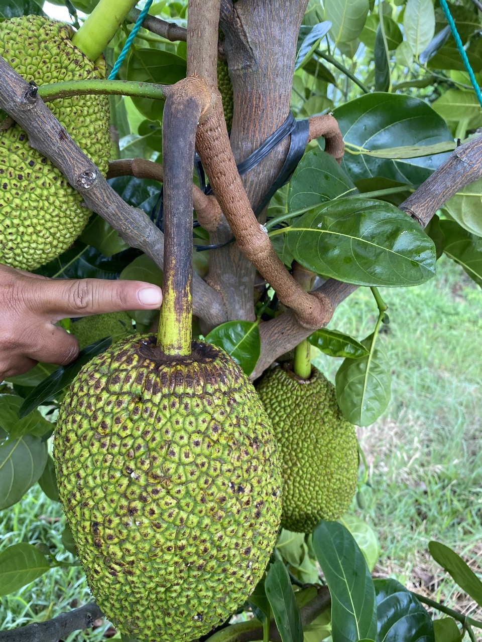 Nguyên nhân và giải pháp phòng trị bệnh thối quả, đen cuống trên cây mít thái siêu sớm (bệnh thán thư mít)
