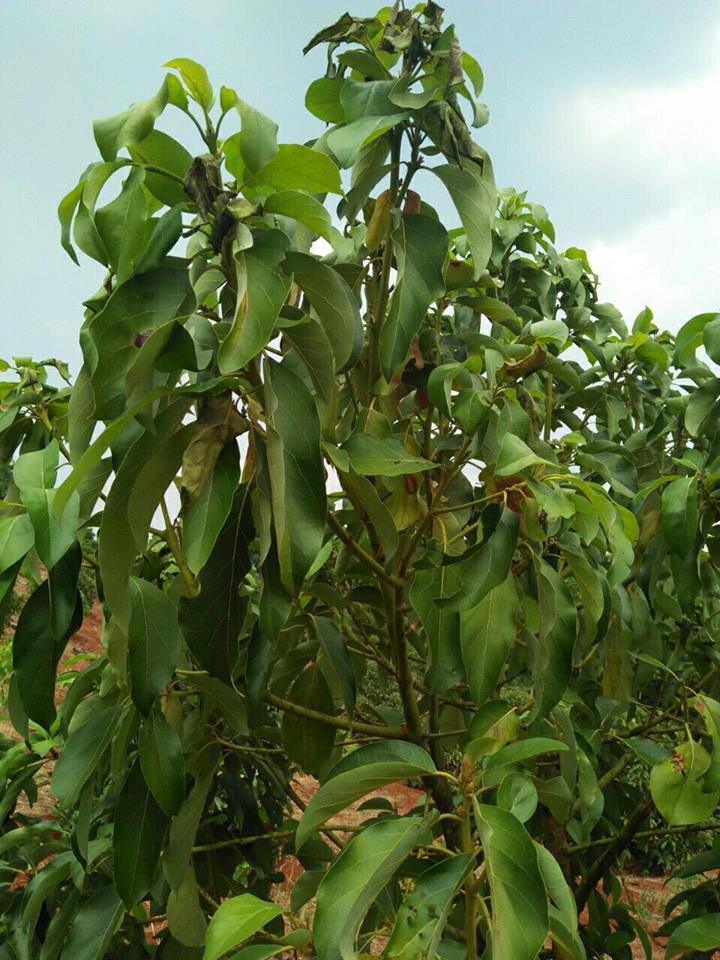 Nguyên nhân và giải pháp đặc trị bệnh héo rũ chết khô cành trên cây bơ – Nano Bạc Super