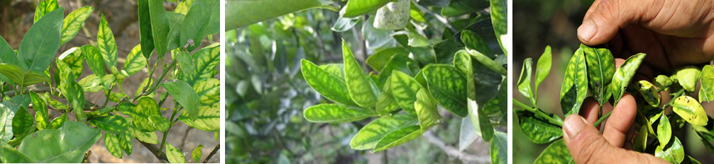 Giải pháp phòng và đặc trị bệnh vàng lá gân xanh Greening cam bưởi – Nano Bạc Super