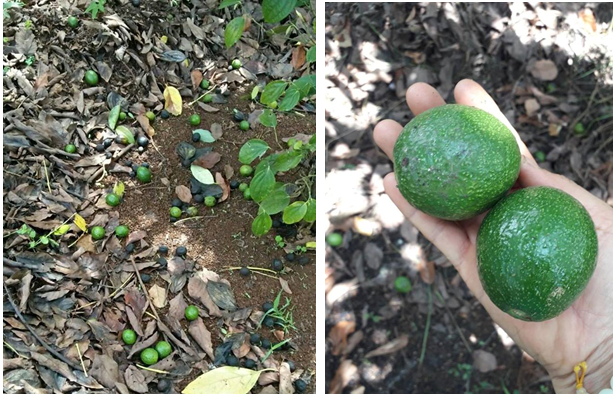 Giải pháp chống rụng quả, chống đen thối quả đen cuống trên cây bơ – Nano Bạc Super