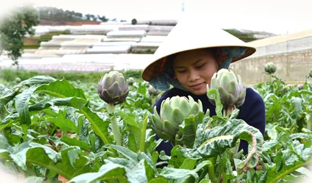 Tác dụng tuyệt vời mà bạn chưa biết về trà atiso