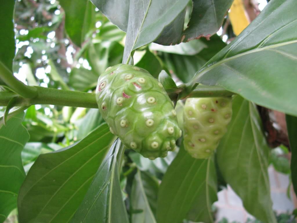 Cây trái nhàu