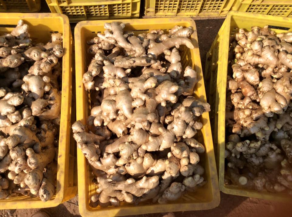 Kết quả hình ảnh cho gừng