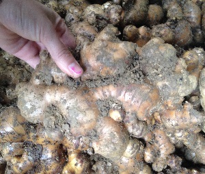 gừng tươi trí đức