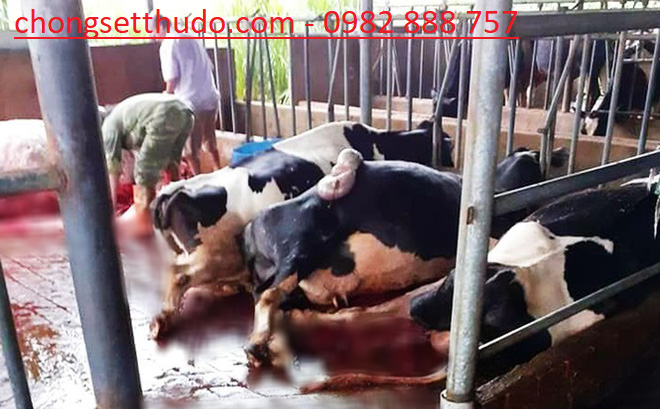 Bò Sữa Bị Sét Đánh Chết Nằm La Liệt Trong Chuồng - Chống Sét Thủ Đô