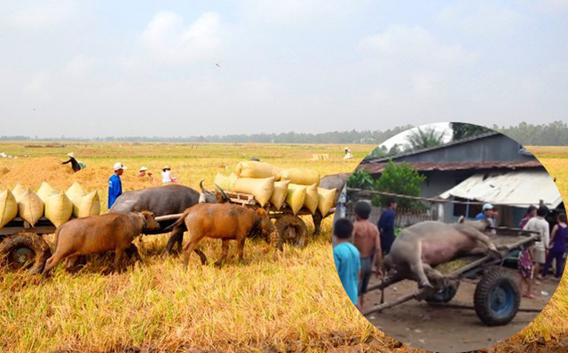 Chống Sét Đồng Tháp: Cả Người Và Trâu Bị Sét Đánh Chết Ngoài Đồng