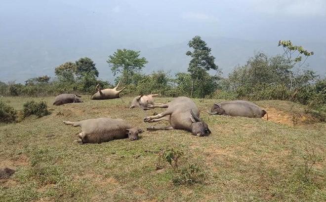 Lào Cai: Đàn Trâu 6 con Bị Sét Đánh Nằm Chổng Vó Lên Trời