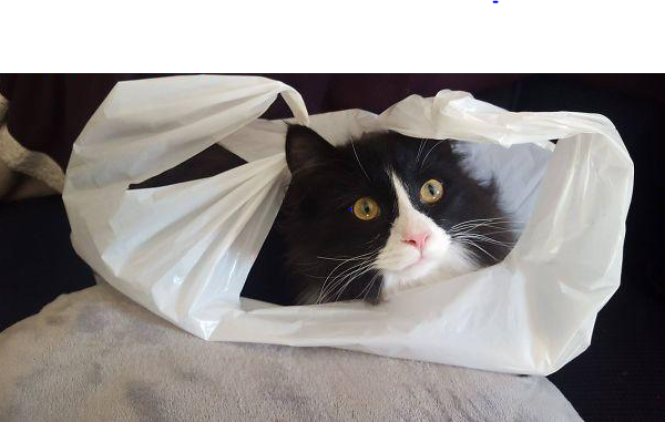 Cách chọn đồ chơi cho mèo