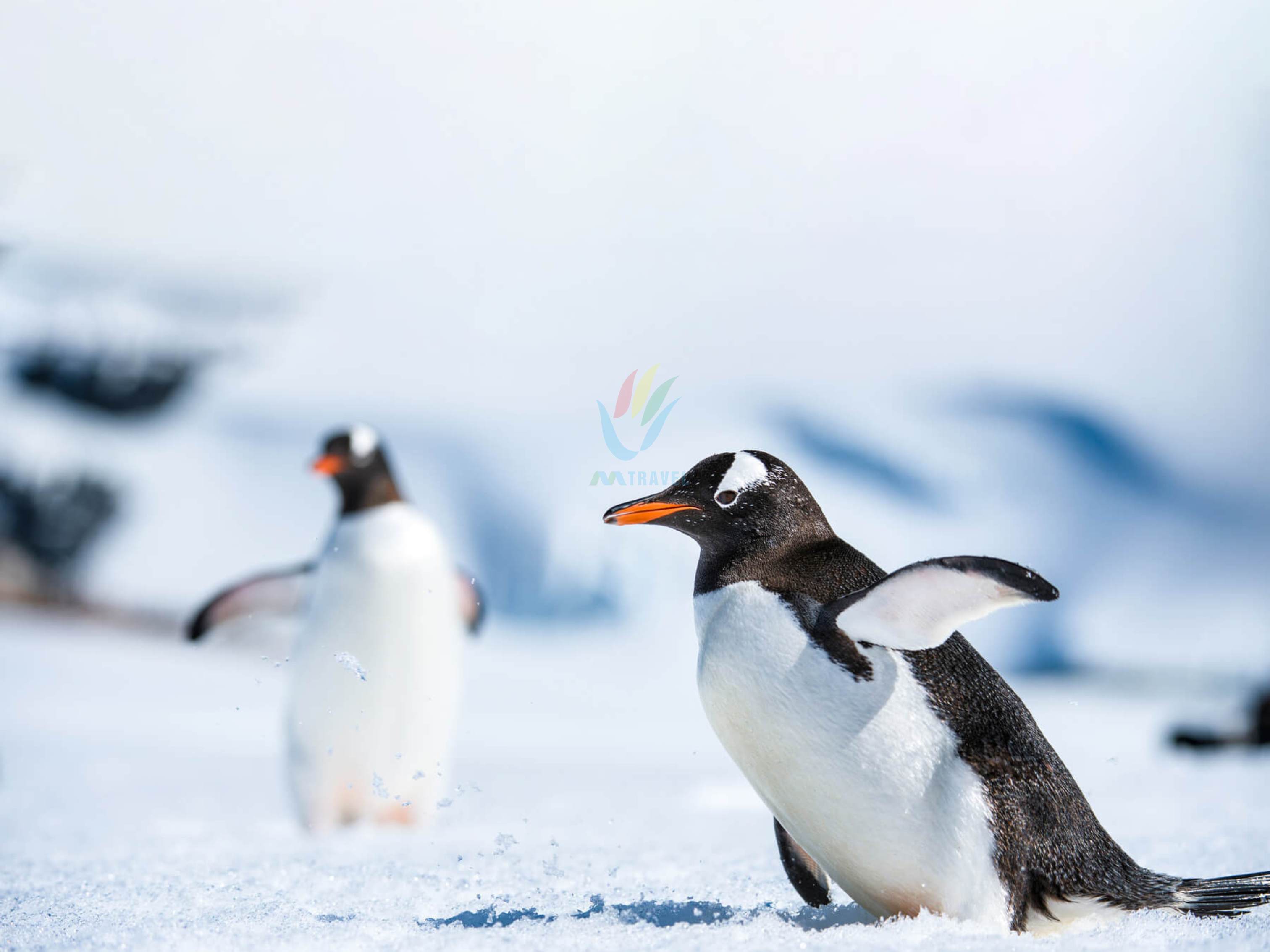 Tour Chào Mừng Năm mới tại Nam Cực 2025