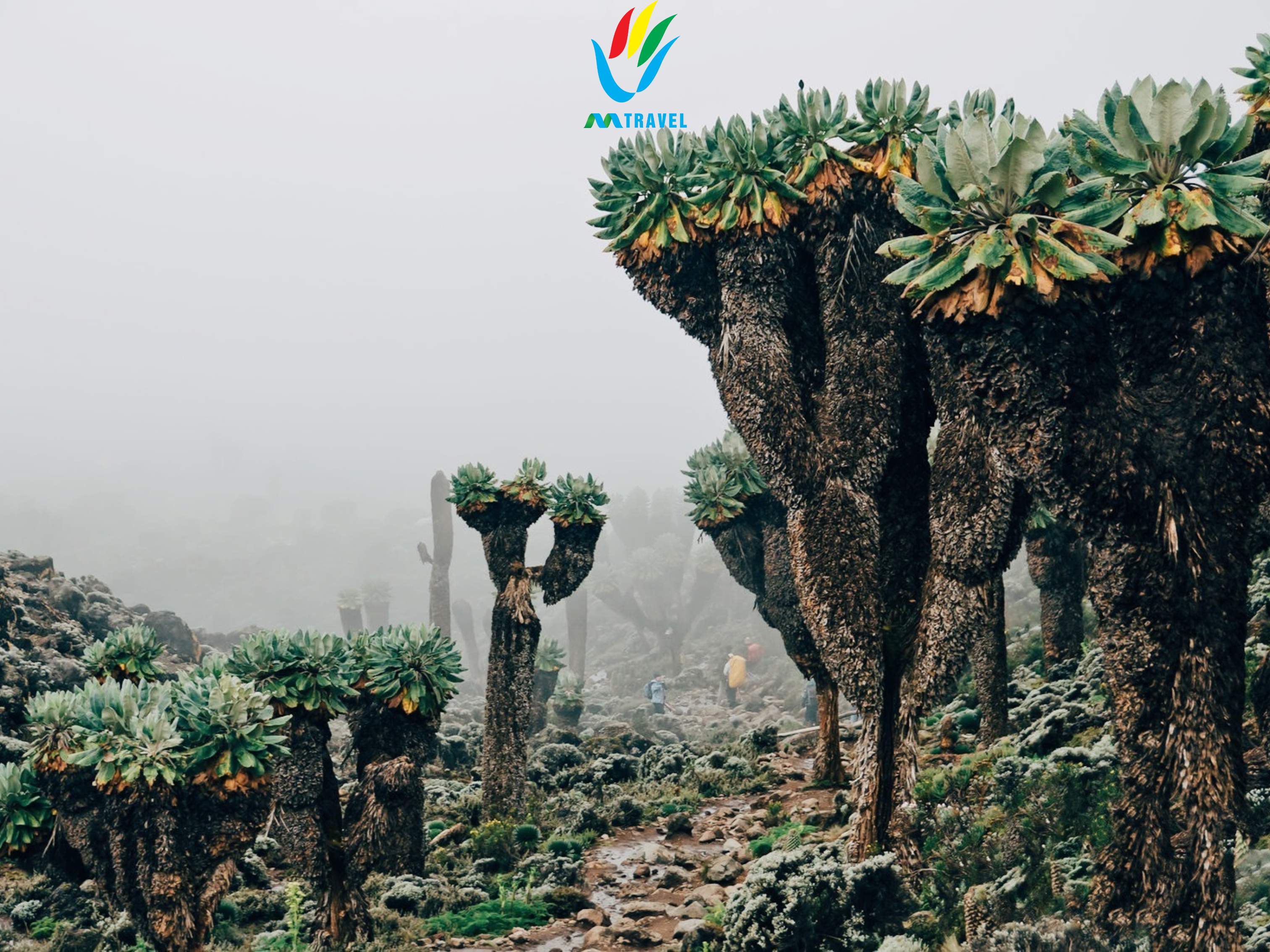 Tour độc lạ: Trecking đỉnh núi Kilimanjaro-Tanzania 2024