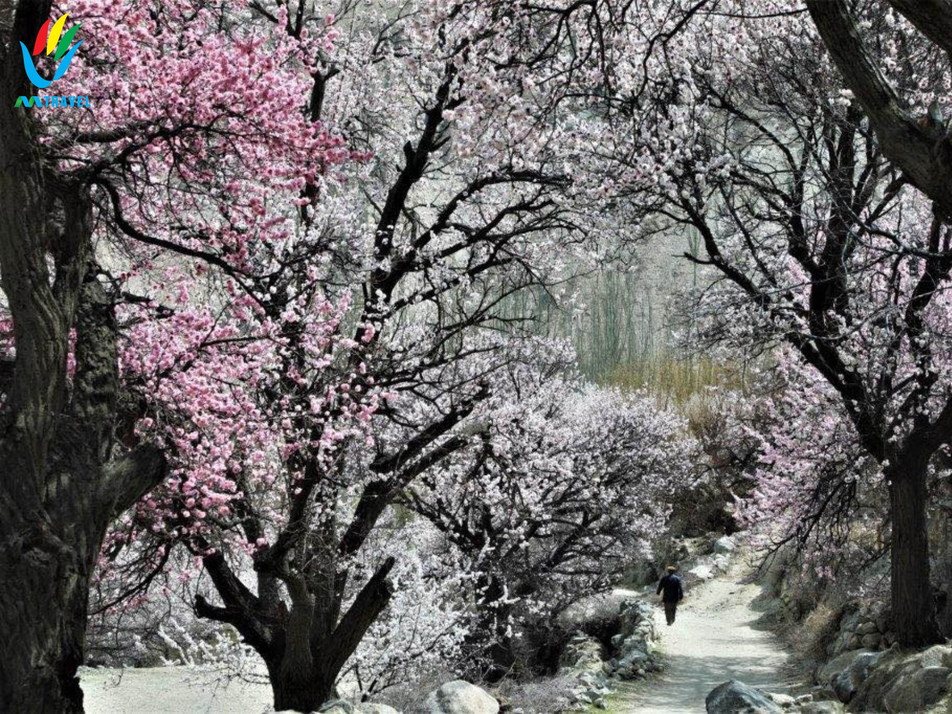 Tour Pakistan: Lahore -Islamabad – Hunza – Hopar Valley – Khunjerab – Passu – Besham Mùa Xuân 2024