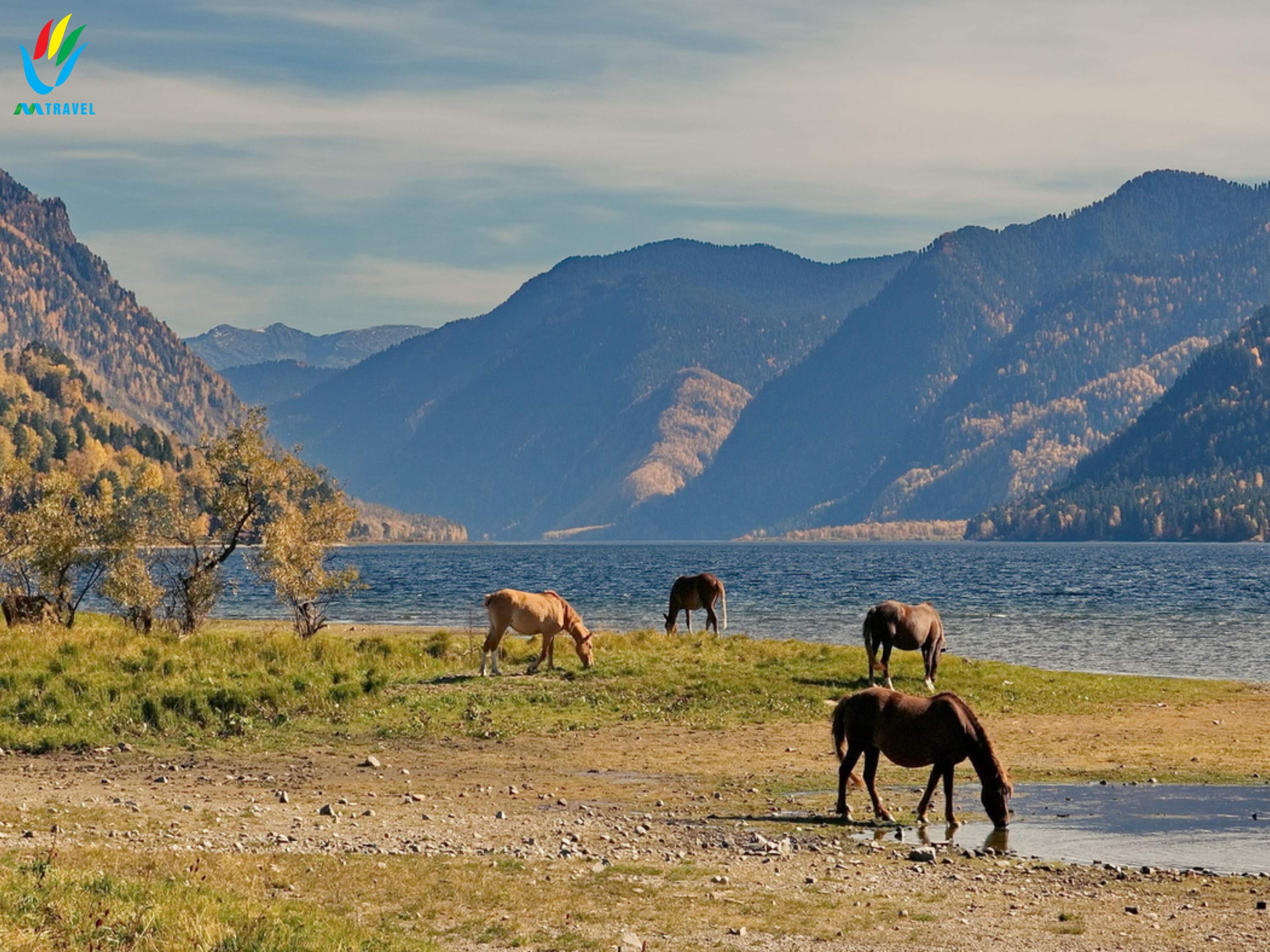 TOUR ALTAI NGA: Thưởng ngoạn mùa thu vàng vùng Altai LB Nga 2023