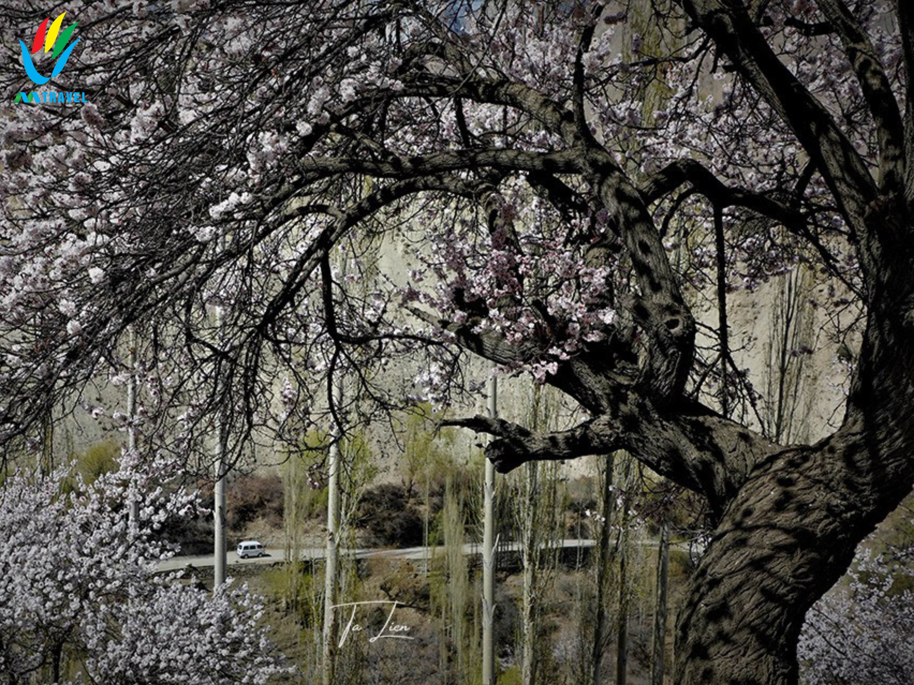 Tour Pakistan: Lahore -Islamabad – Hunza – Hopar Valley – Khunjerab – Passu – Besham Mùa Xuân 2024