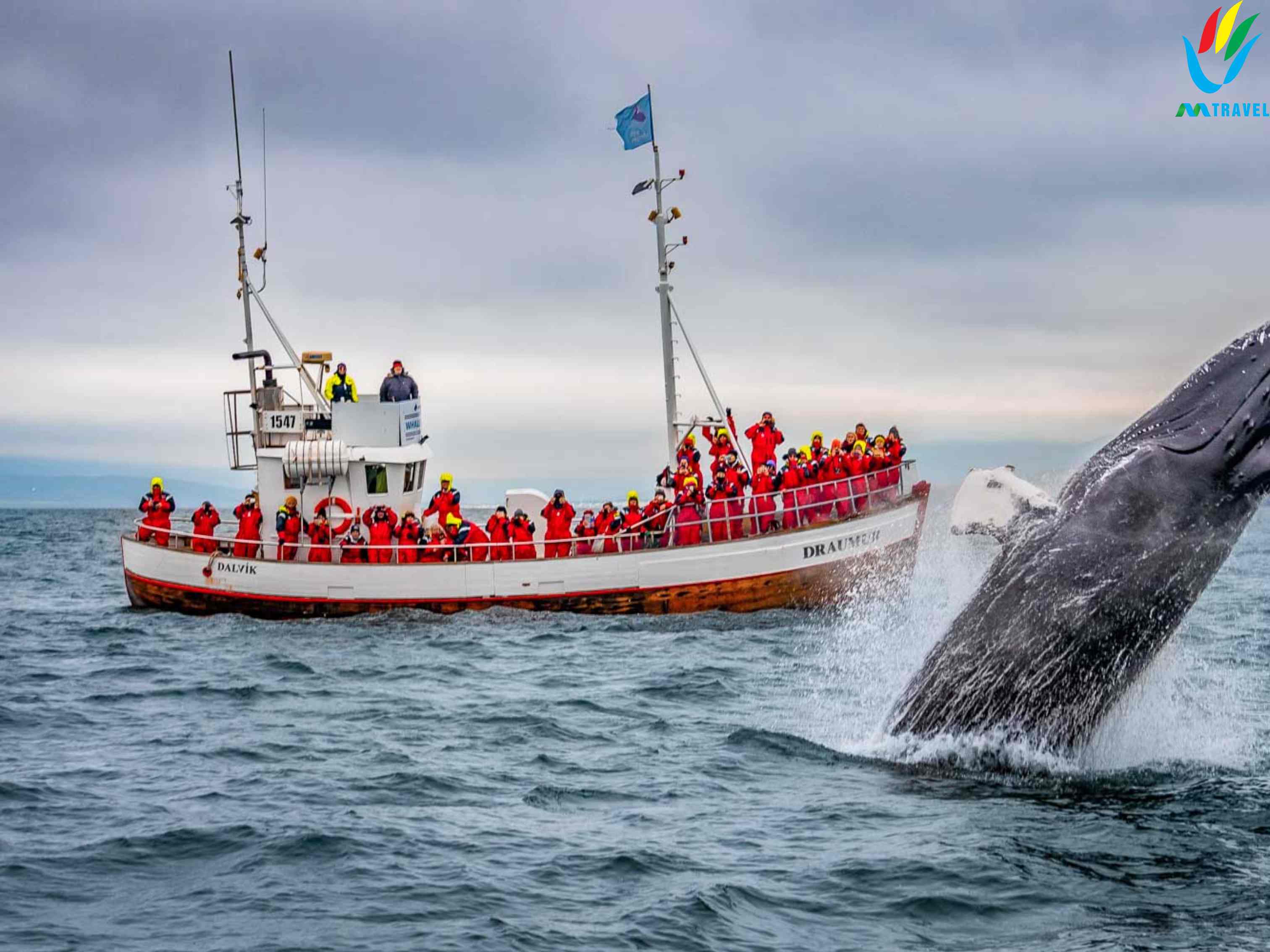 Tour vòng quanh đảo Iceland 11 ngay 10 đêm 2024