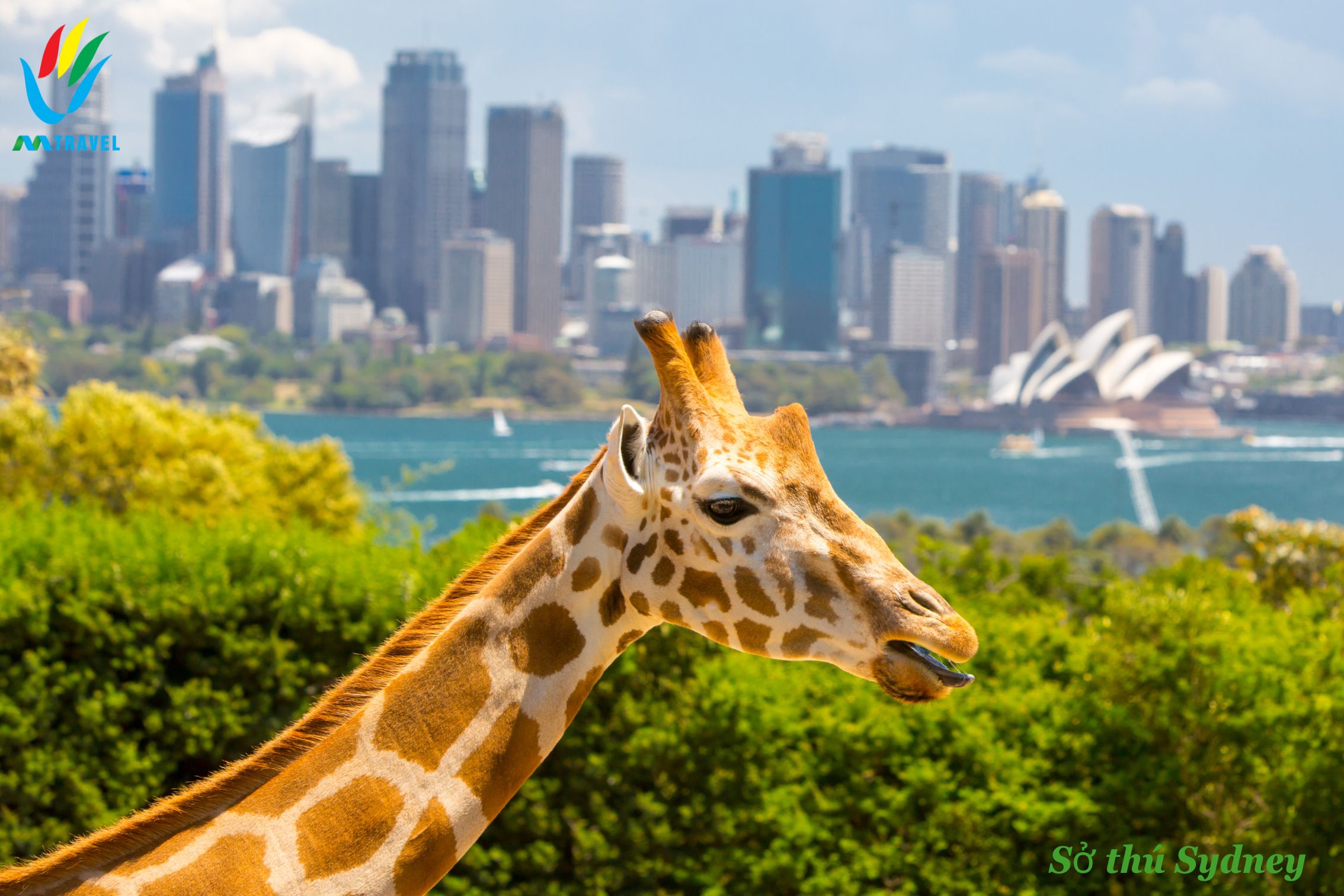Tour Uc - New Zealand: HN-Sydney-Auckland - Rotorua - Melbourne 10 ngày 9 dêm