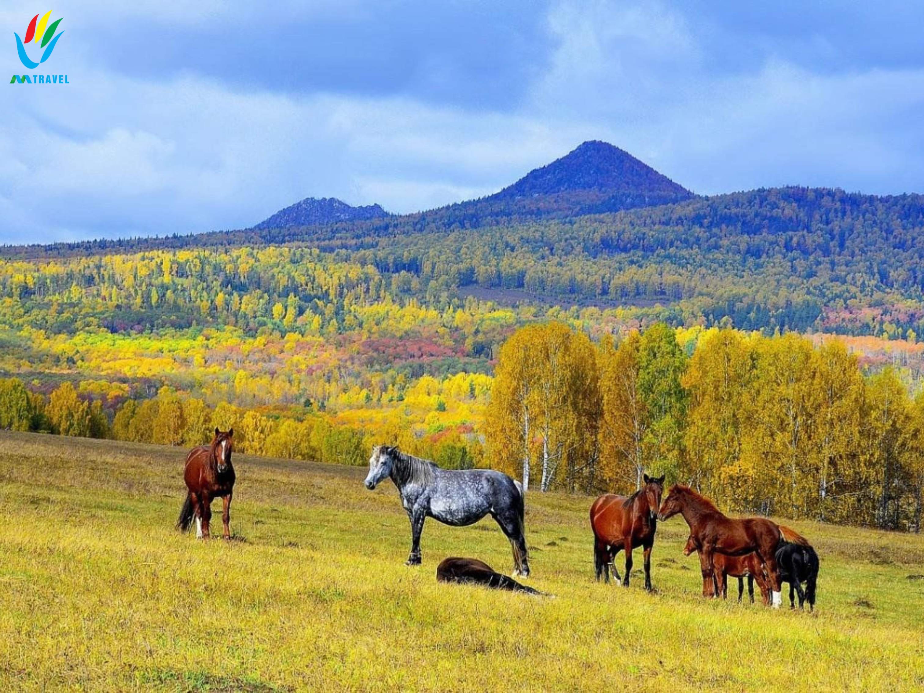 TOUR ALTAI NGA: Thưởng ngoạn mùa thu vàng vùng Altai LB Nga 2023