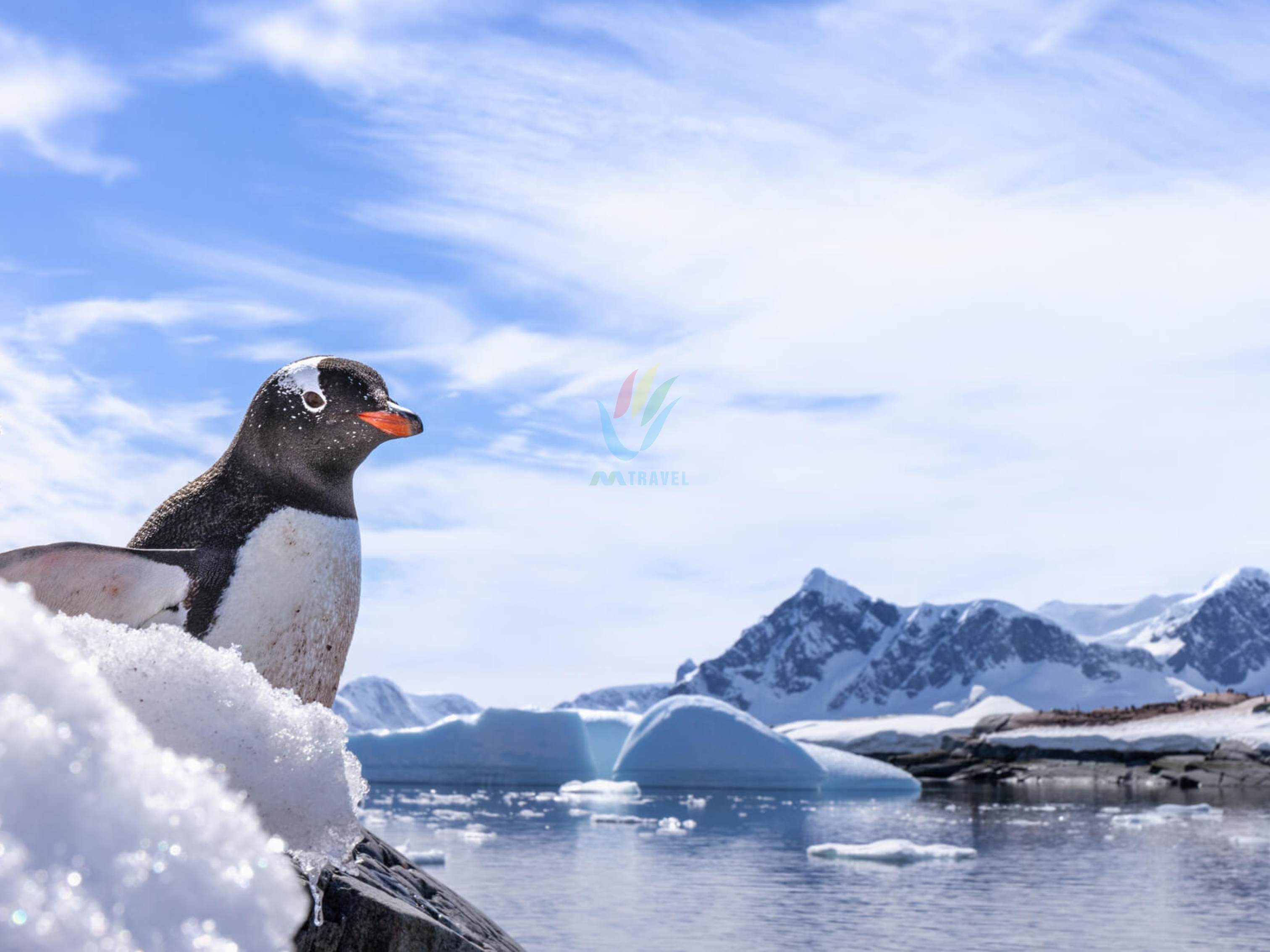 Tour Chào Mừng Năm mới tại Nam Cực 2024