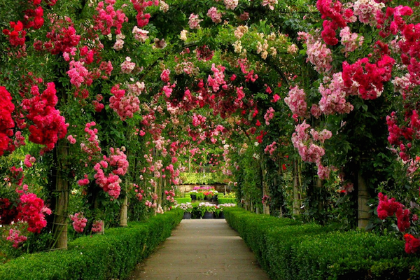 TOUR CANADA: TORONTO-KINGSTON-THOUSAND ISLAND-NIAGAVA FALL-VANCOUVER-VICTORIA 9N8Đ