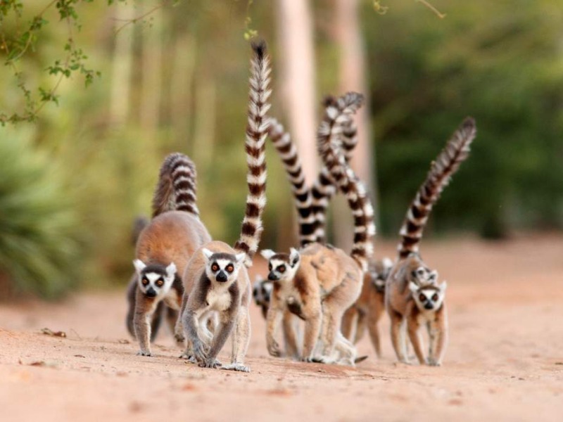 TOUR ĐẶC BIỆT: DU NGOẠN NAM PHI - MADAGASCAR- 17N16Đ - K/H: 24/09/2020