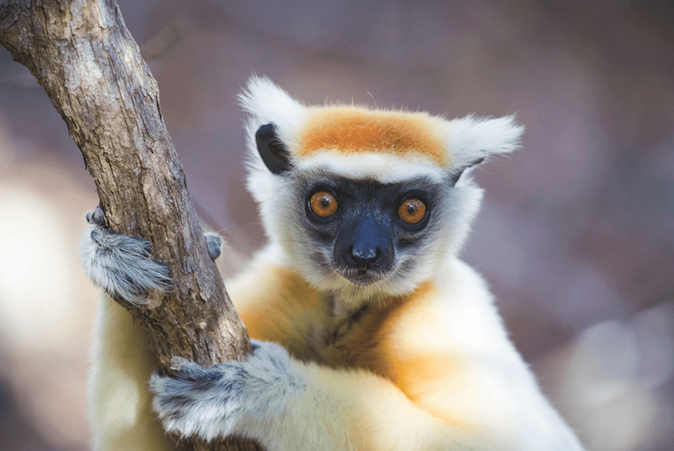 TOUR ĐẶC BIỆT: DU NGOẠN NAM PHI - MADAGASCAR- 17N16Đ - K/H: 24/09/2020