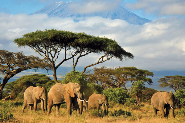 Tour Nam Phi: HÀ NỘI-JOHANNESBURG – PRETORIA – MABULA - CAPE TOWN-HÀ NỘI 8N/7Đ: Thưởng Ngoạn Hoa Phượng Tím Nam Phi