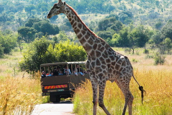 Tour Nam Phi: HÀ NỘI-JOHANNESBURG – PRETORIA – SUN CITY CAPE TOWN-HÀ NỘI 8 NGÀY 7 ĐÊM KHỞI HÀNH 17/2/2018