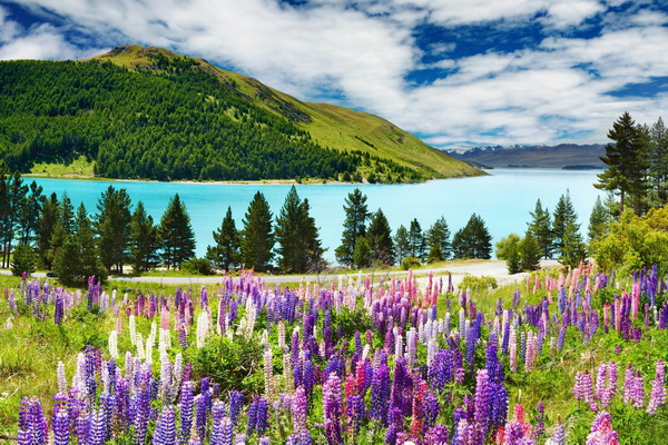 Tour New Zealand- Bắc Đảo - Nam Đảo 11 Ngày 10 Đêm mùa xuân 2024