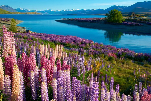 Tour New Zealand- Bắc Đảo - Nam Đảo 11 Ngày 10 Đêm mùa thu 2024