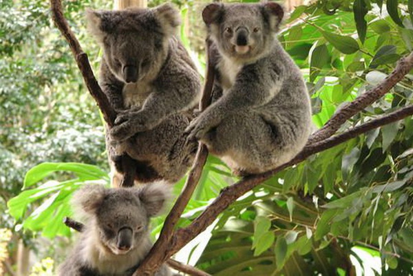 Tour Uc: HN-Sydney-Melbourne 7 ngày 6 đêm 2023 VN