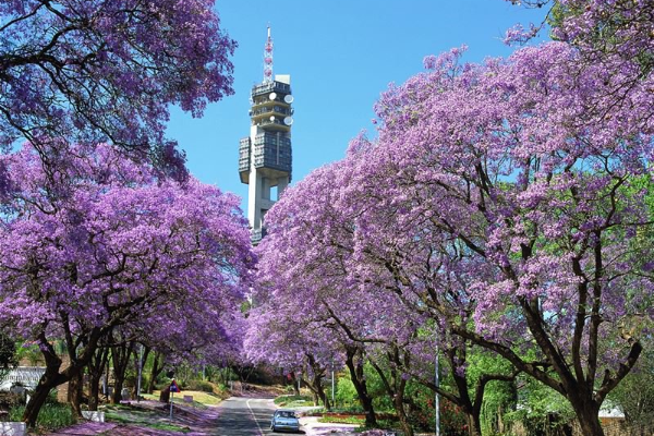 Tour Nam Phi: HÀ NỘI-JOHANNESBURG – PRETORIA – MABULA - CAPE TOWN-HÀ NỘI 8N/7Đ: Thưởng Ngoạn Hoa Phượng Tím Nam Phi