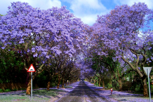 Tour Nam Phi: HÀ NỘI-JOHANNESBURG – PRETORIA – MABULA - CAPE TOWN-HÀ NỘI 8 NGÀY 7 ĐÊM KHỞI HÀNH 02/11/2018