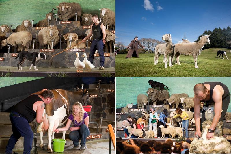 Tour New Zealand- Bắc Đảo - Nam Đảo 11 Ngày 10 Đêm mùa xuân 2024