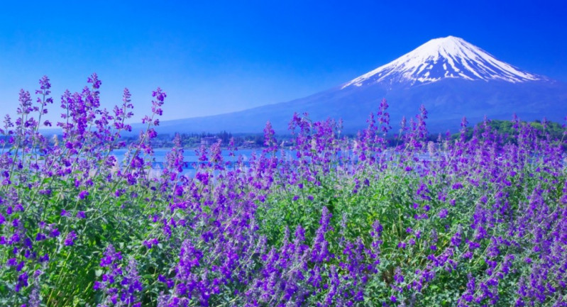 THAM QUAN SỨ XỞ PHÙ TANG 6N5D