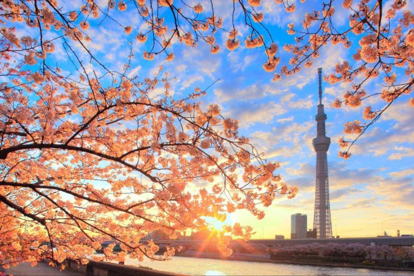 TOUR NHẬT:  NHẬT BẢN MÙA ANH ĐÀO- HÀ NỘI - OSAKA- KOBE - KYOTO- PHÚ SĨ-TOKYO 2020