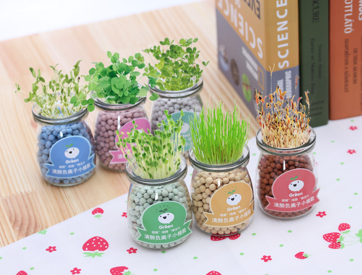 Lọ trồng cây thần kì thuỷ tinh