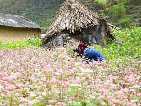 HÀ GIANG BƯỚC VÀO LỄ HỘI MÙA HOA TAM GIÁC MẠCH 2016