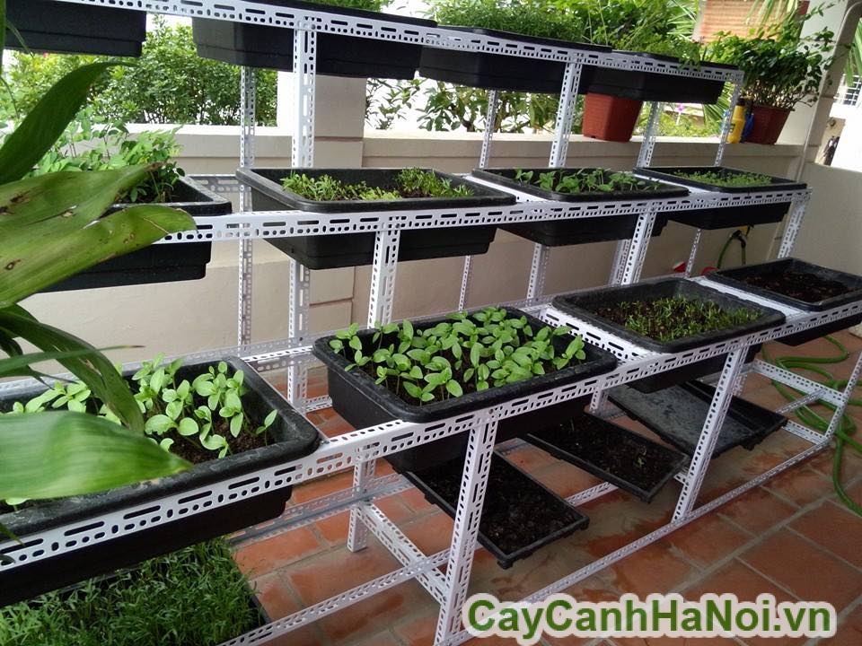 chậu trồng rau trên khung đa năng