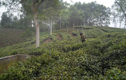 hệ thống tưới cây chè