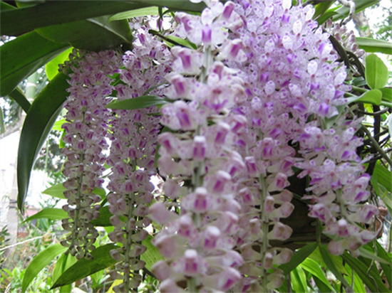hoa phong lan