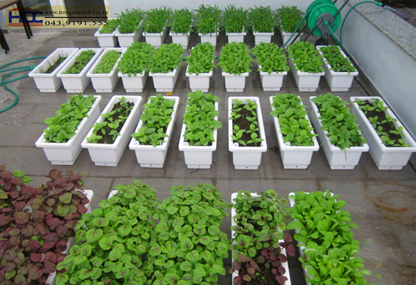 mô hình trồng rau trên sân thượng tại nhà