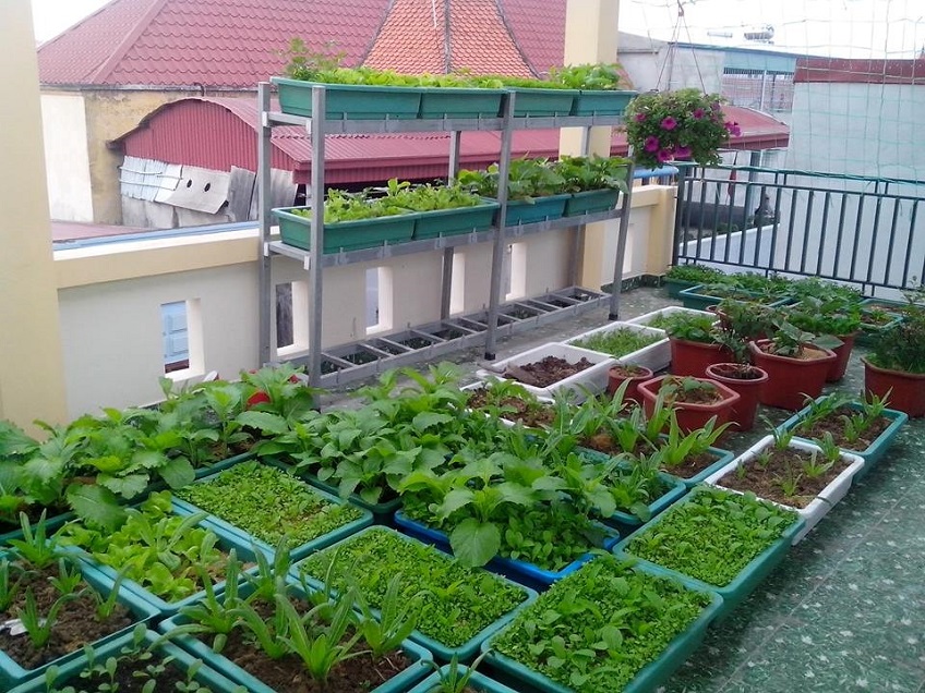 trồng rau trên sân thượng
