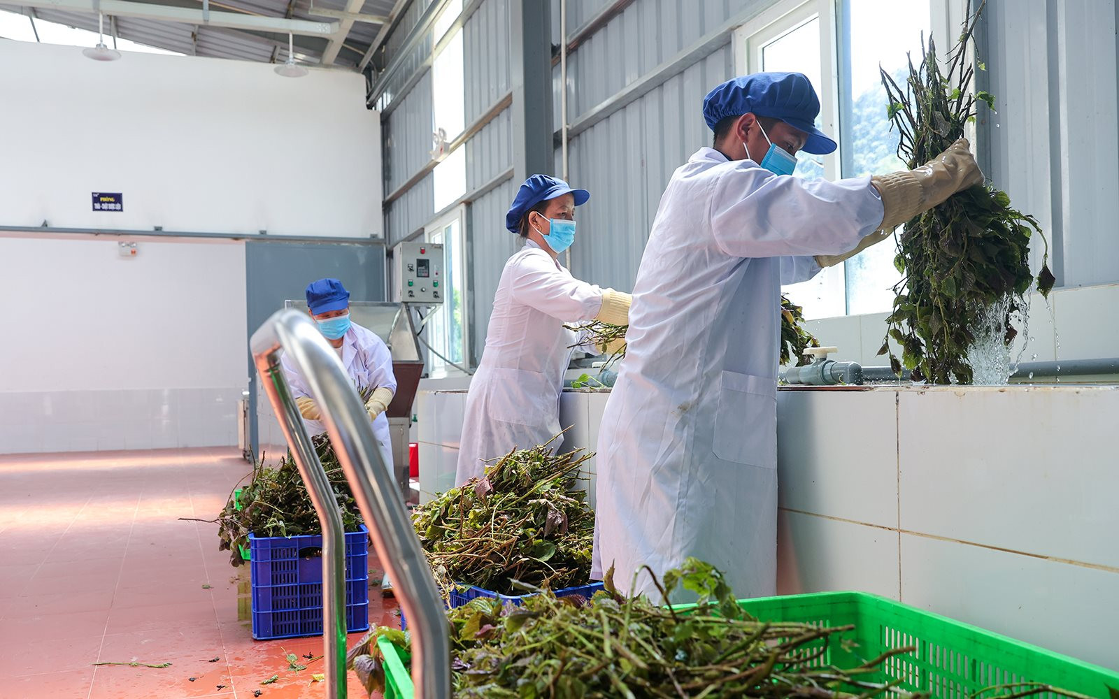 Phương pháp Sấy lạnh tía tô Giải pháp nâng tầm giá trị nông sản Việt Phương pháp Sấy lạnh tía tô Giải pháp nâng tầm giá trị nông sản Việt