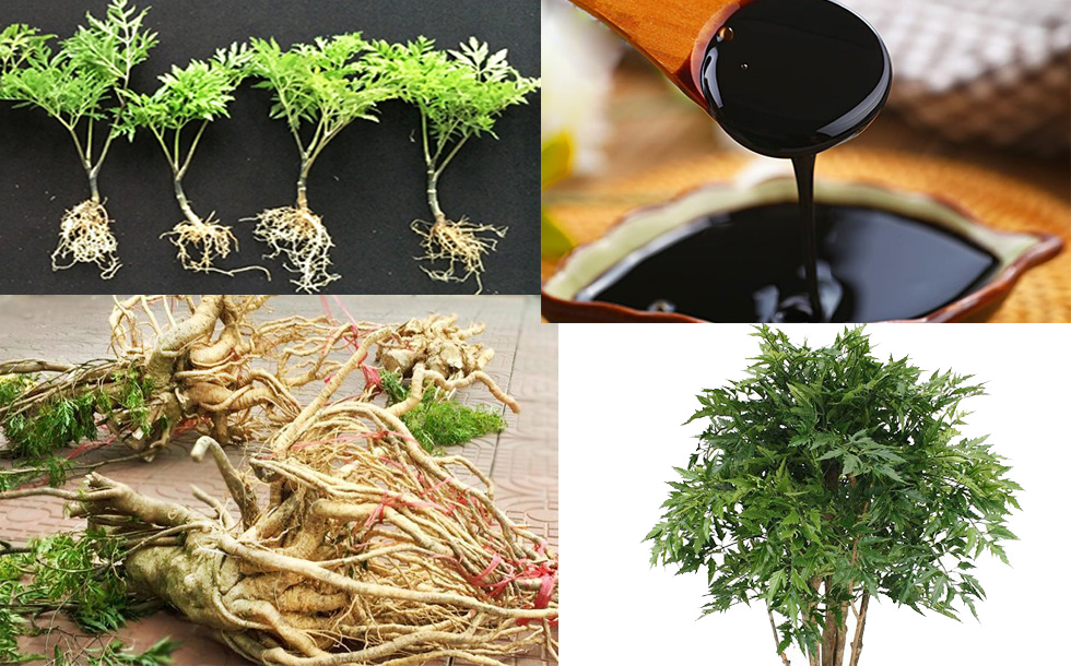 Cách nấu cao từ cây Đinh lăng đơn giản nhờ nồi nấu thảo dược và nồi cô cánh khuấy Cách nấu cao từ cây Đinh lăng đơn giản nhờ nồi nấu thảo dược và nồi cô cánh khuấy